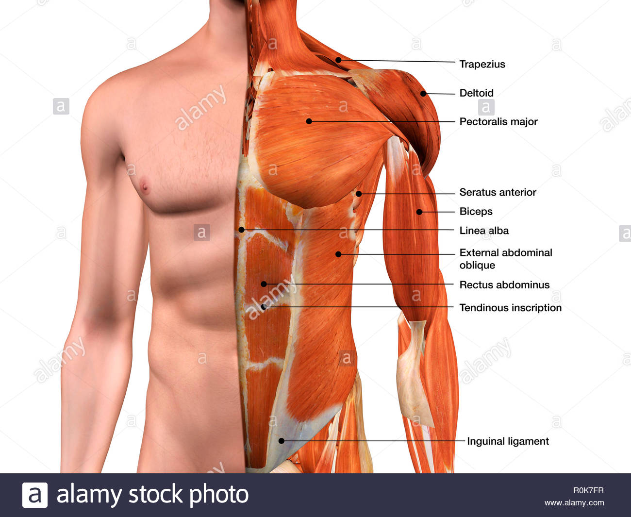 Human Body Muscles Diagram Stock Photos Human Body Muscles Diagram 