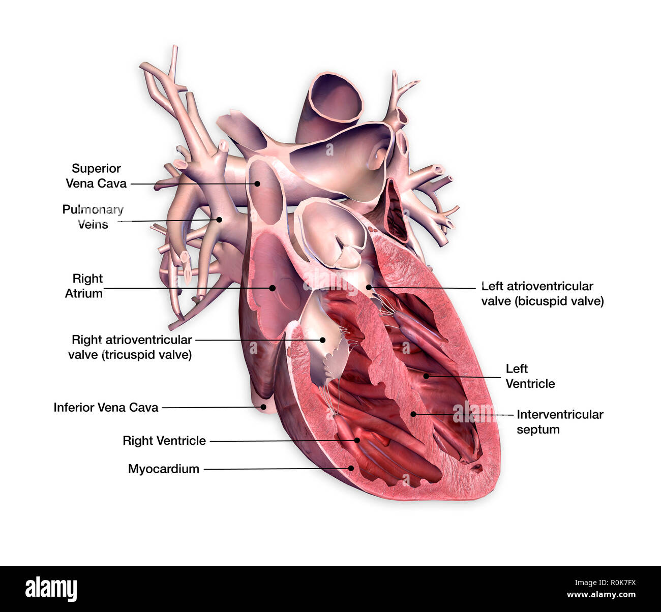 Human Heart Dissection High Resolution Stock Photography and Images - Alamy