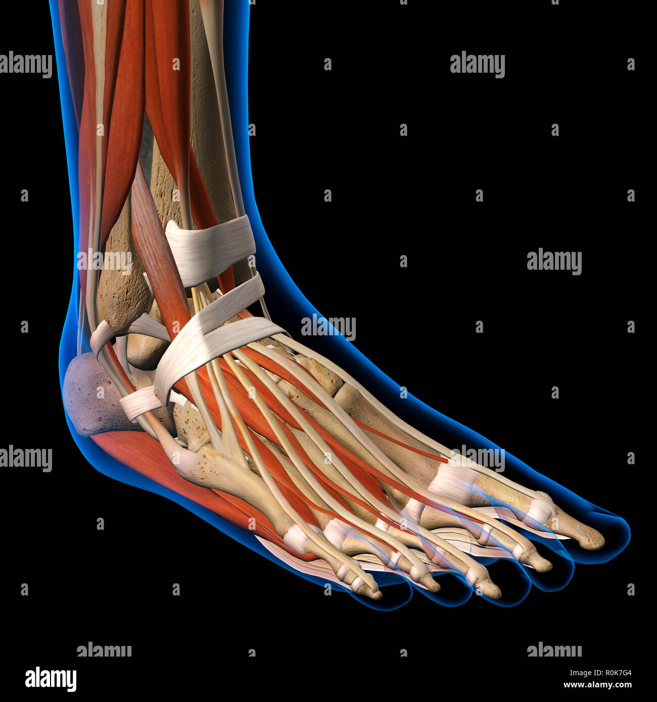 Dorsal view of woman's foot x-ray. Stock Photo