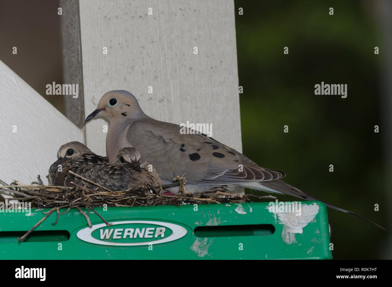 Mourning Dove, Zenaida macroura, on nest on top of step ladder with two hatchlings Stock Photo