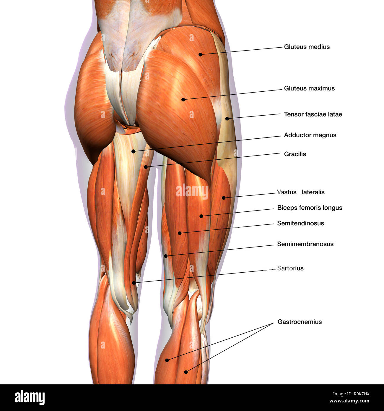 Rear view of female hip and leg muscles, with labels. Stock Photo