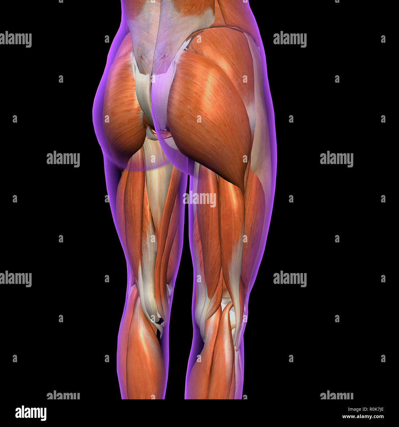 Lateral and posterior view of female hip and leg muscles. Stock Photo