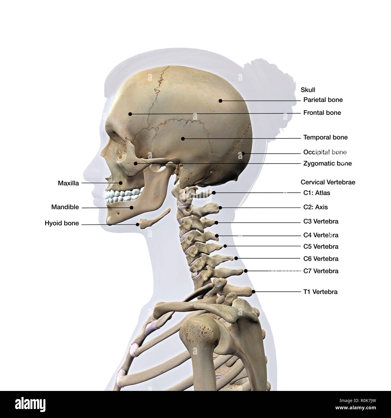 Lateral view of a woman's skull and cervical spine, labeled. Stock Photo