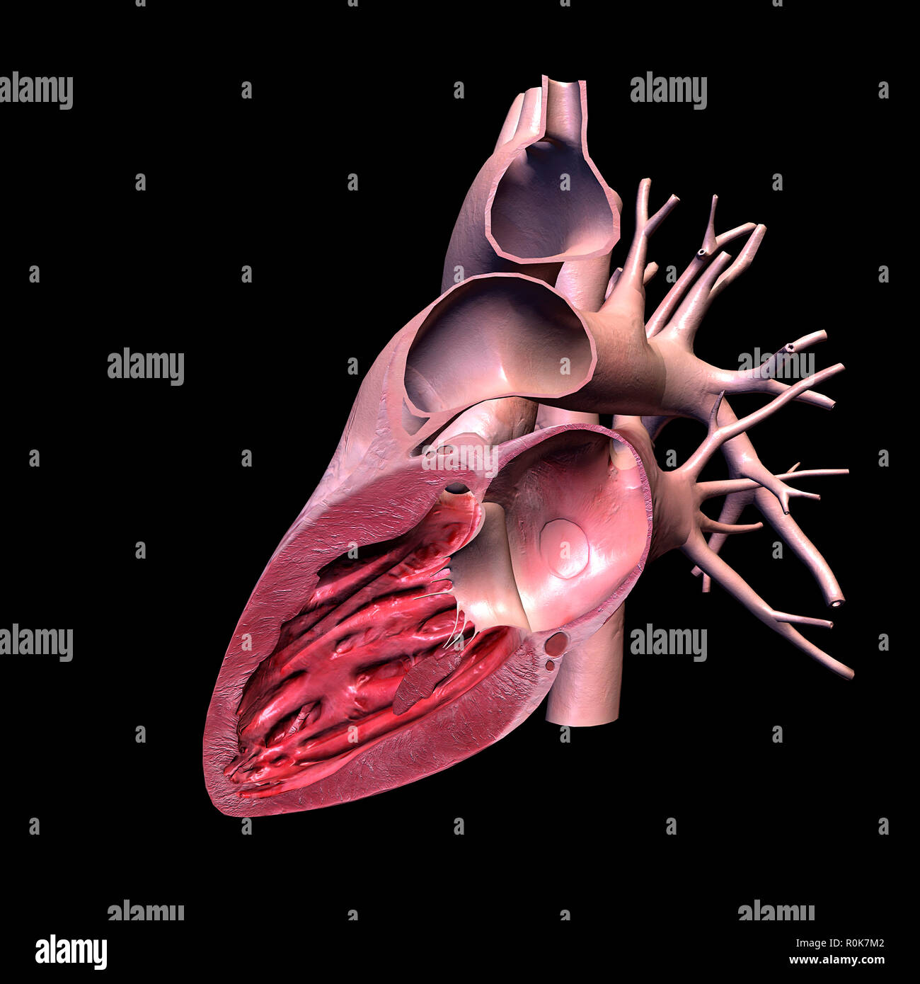 Lateral cut view of human heart on black background. Stock Photo