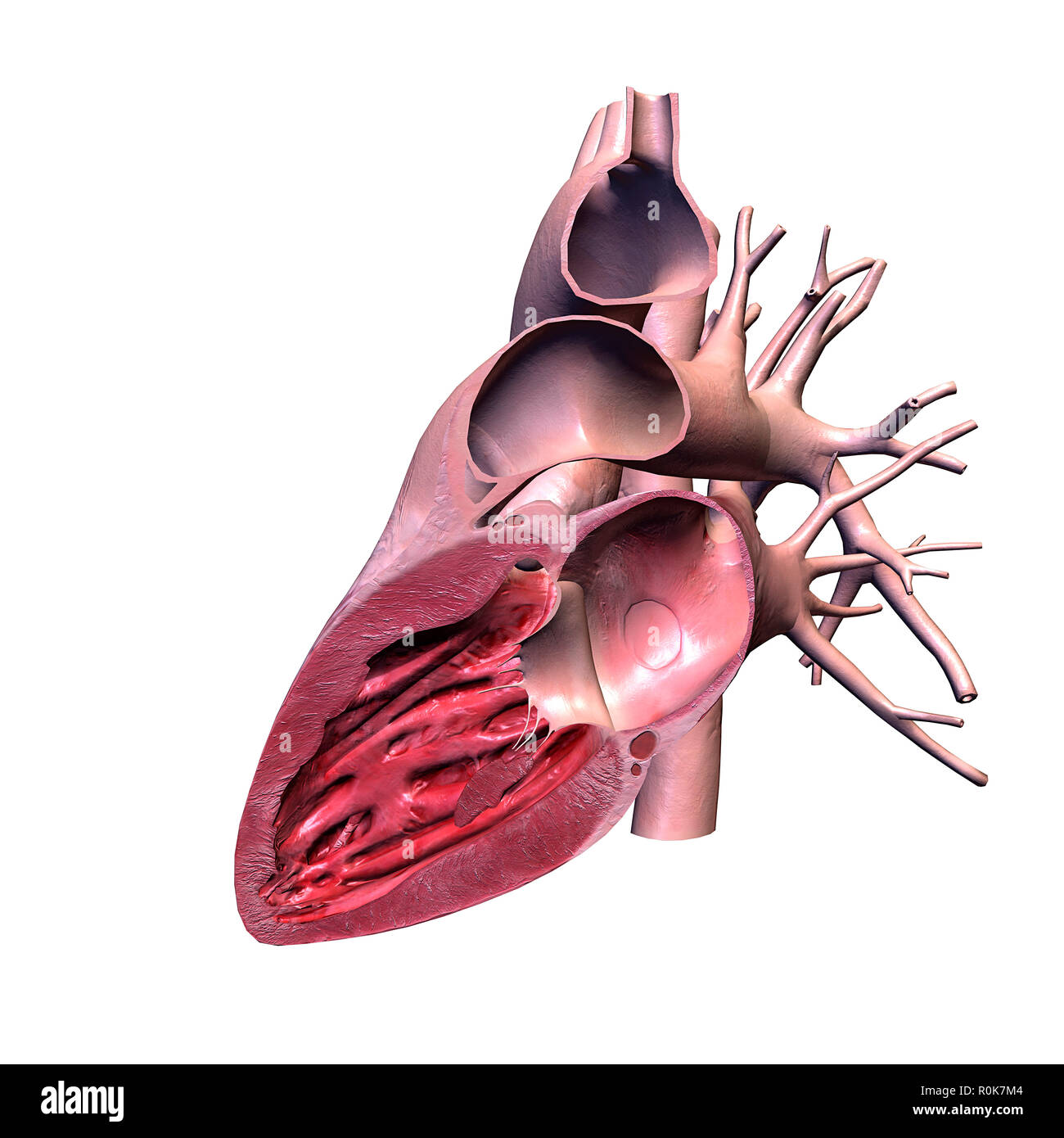 Human heart, lateral cut. Stock Photo