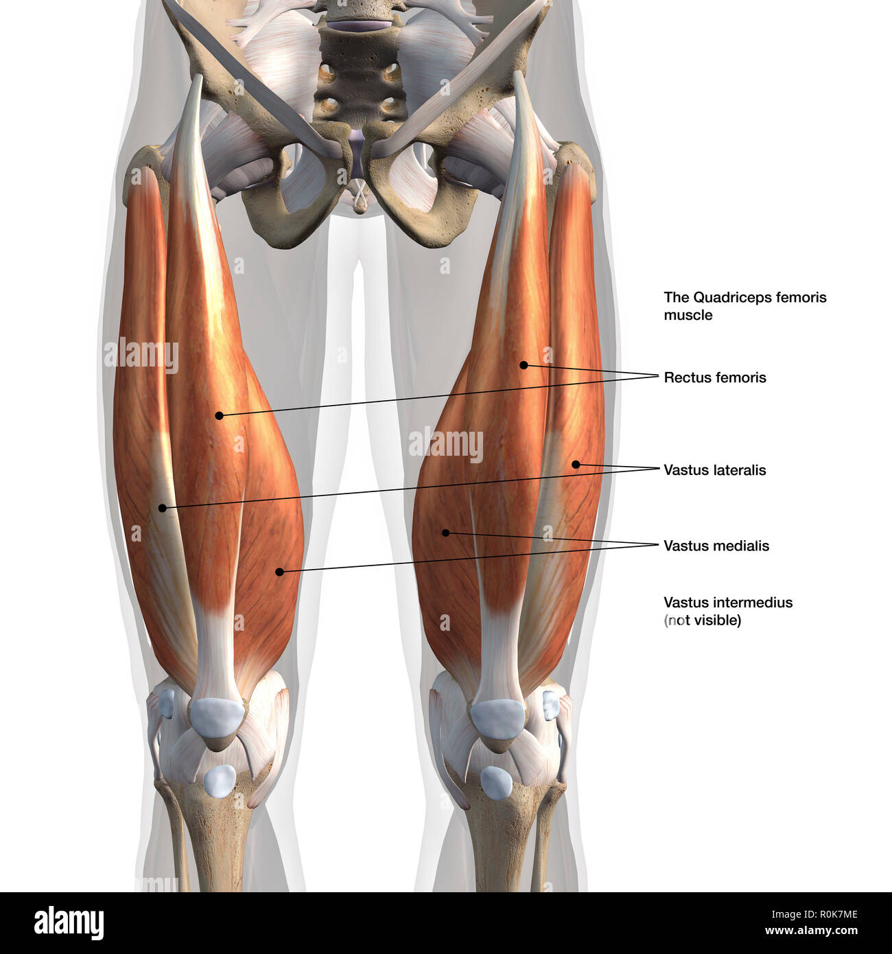 Anterior view of male quadriceps muscles with labels. Stock Photo