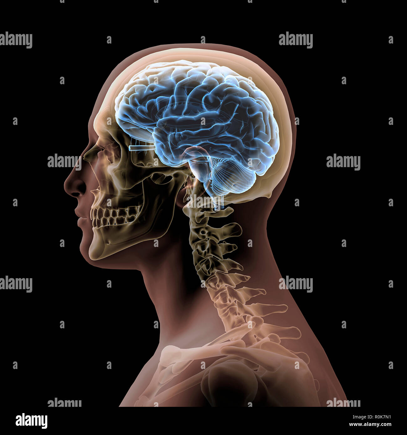 Profile of a man's head with skull and brain. Stock Photo