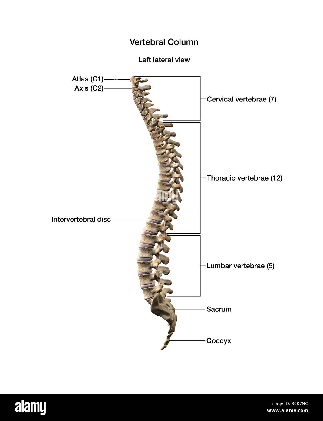Vertebral Column Cut Out Stock Images & Pictures - Alamy