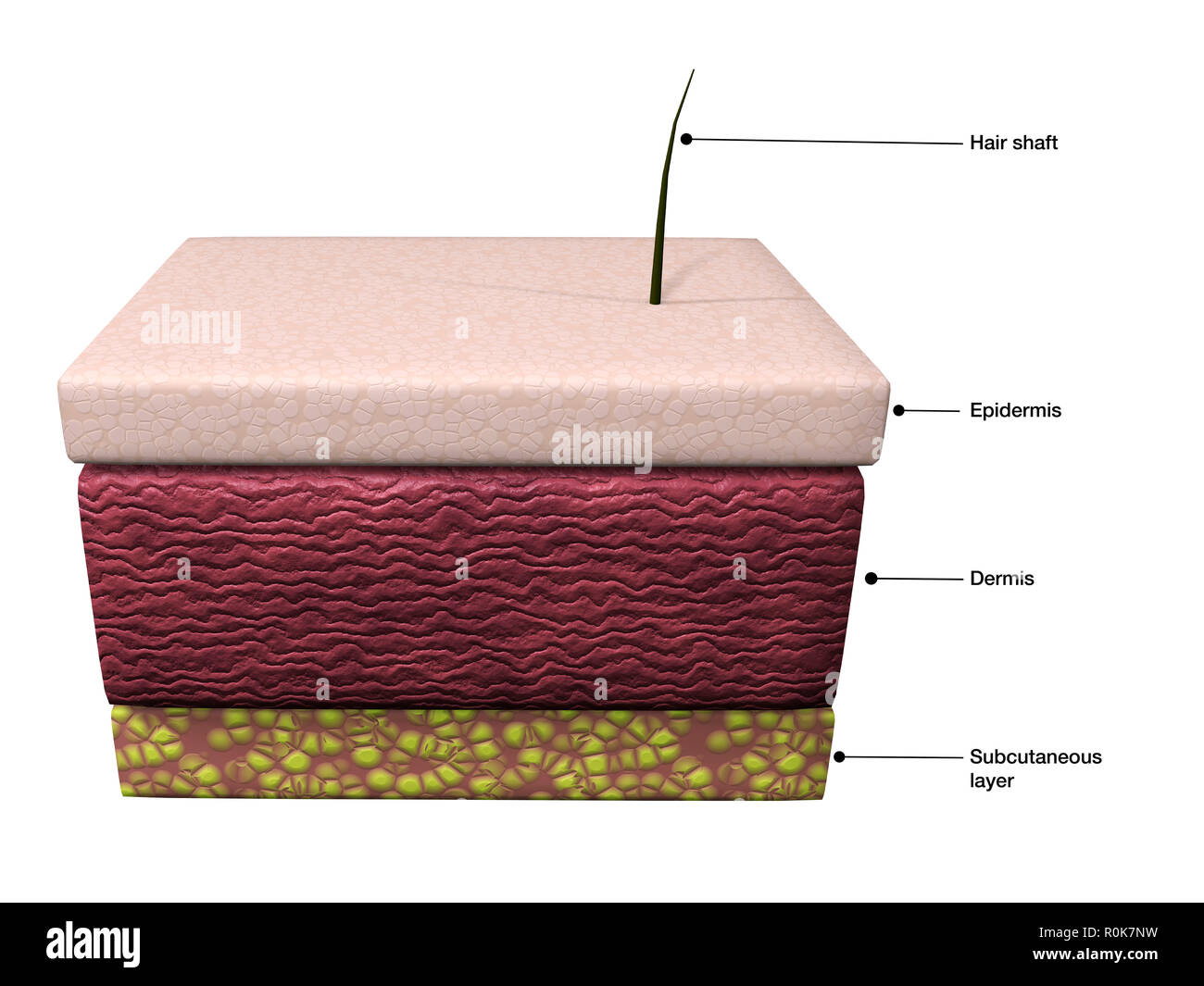 Basic layers of human skin; epidermis, dermis and subcutaneous. Stock Photo