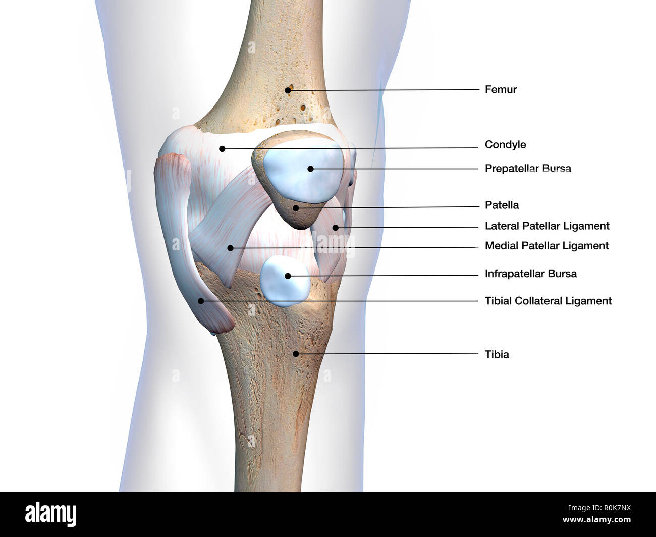 Knee joint bone and connective tissue with labels. Stock Photo