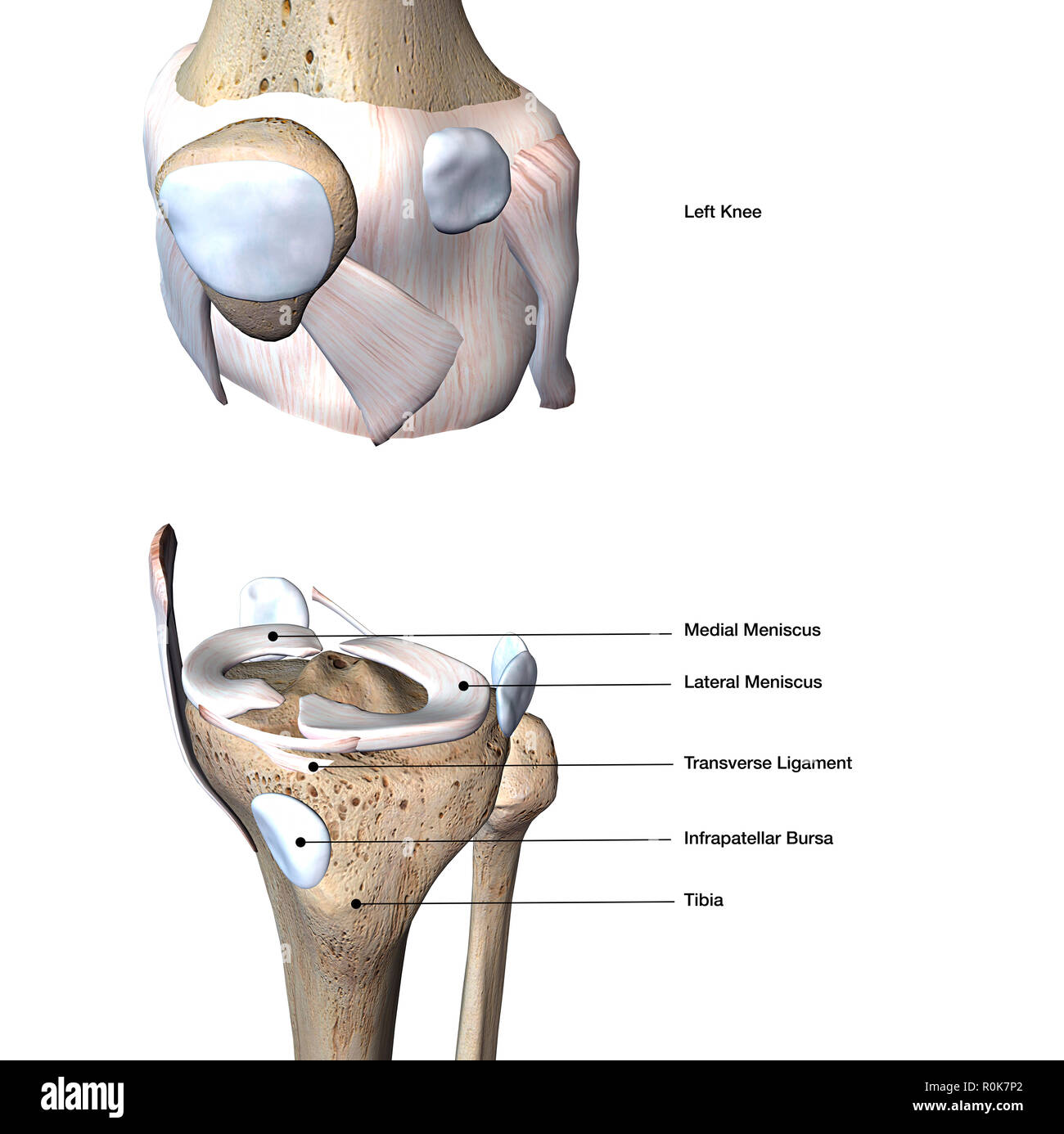 Knee joint bone and connective tissue, exploded view with labels. Stock Photo
