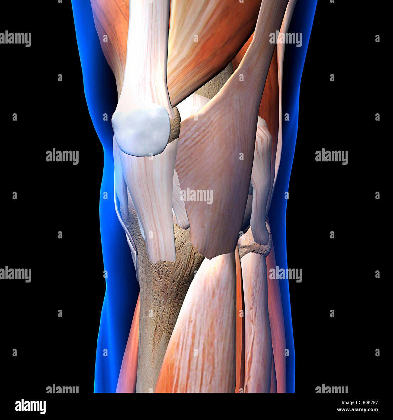 Knee muscles and ligaments, x-ray view on black background. Stock Photo