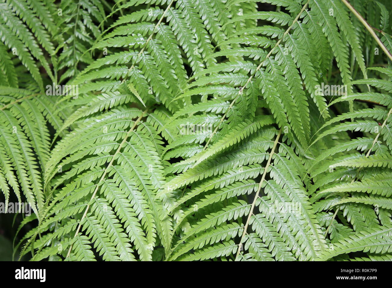 Dicksonia sellowiana, Cibotium schiedei, Mexican Tree Fern, flawless, beautiful, stunning cultivated fronds and plants. Stock Photo