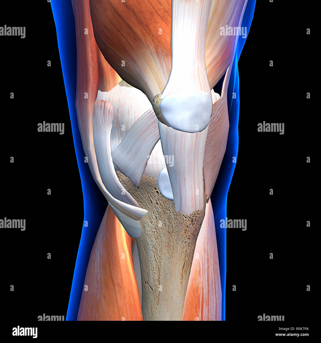 Knee muscles and ligaments, anterior x-ray view. Stock Photo