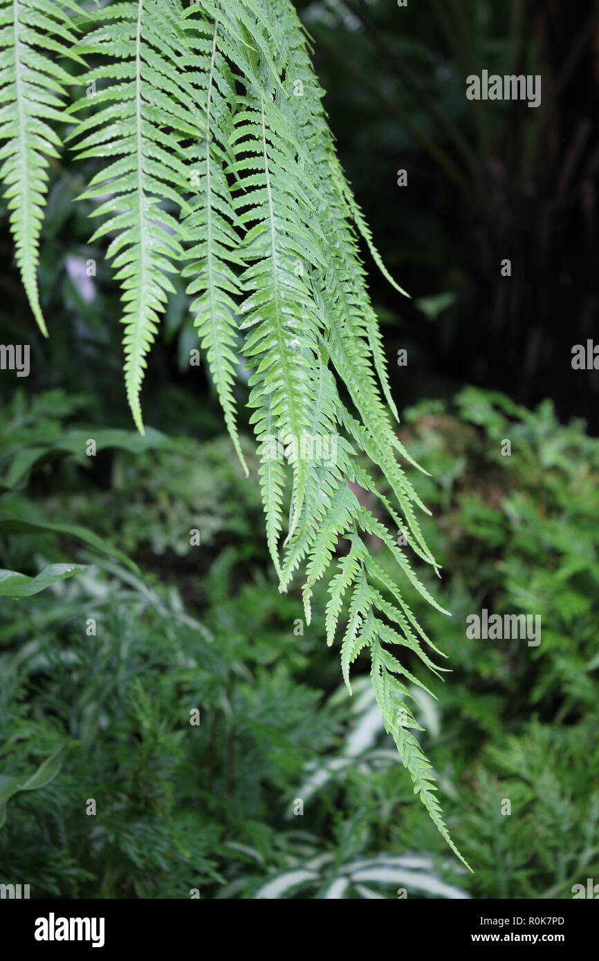 Dicksonia sellowiana, Cibotium schiedei, Mexican Tree Fern, flawless, beautiful, stunning cultivated fronds and plants growing in the meadow. Stock Photo