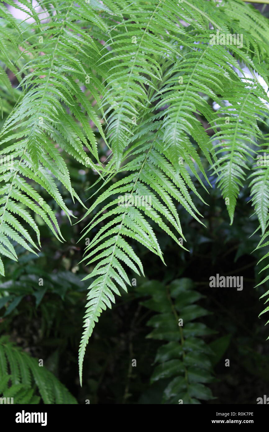Dicksonia sellowiana, Cibotium schiedei, Mexican Tree Fern, flawless, beautiful, stunning cultivated fronds and plants. Stock Photo