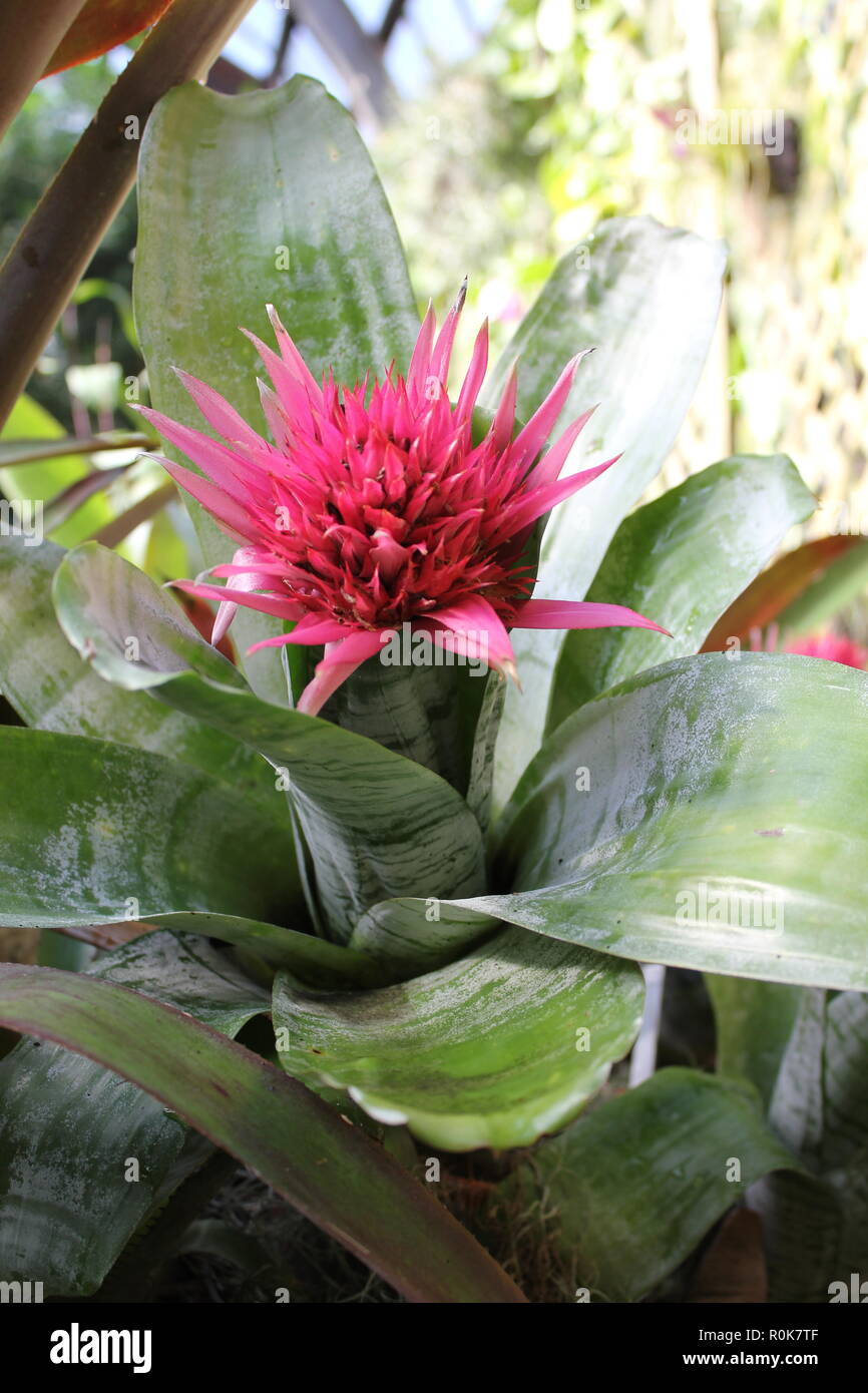 Aechmea fasciata, silver vase, urn plant, flawless, beautiful, stunning