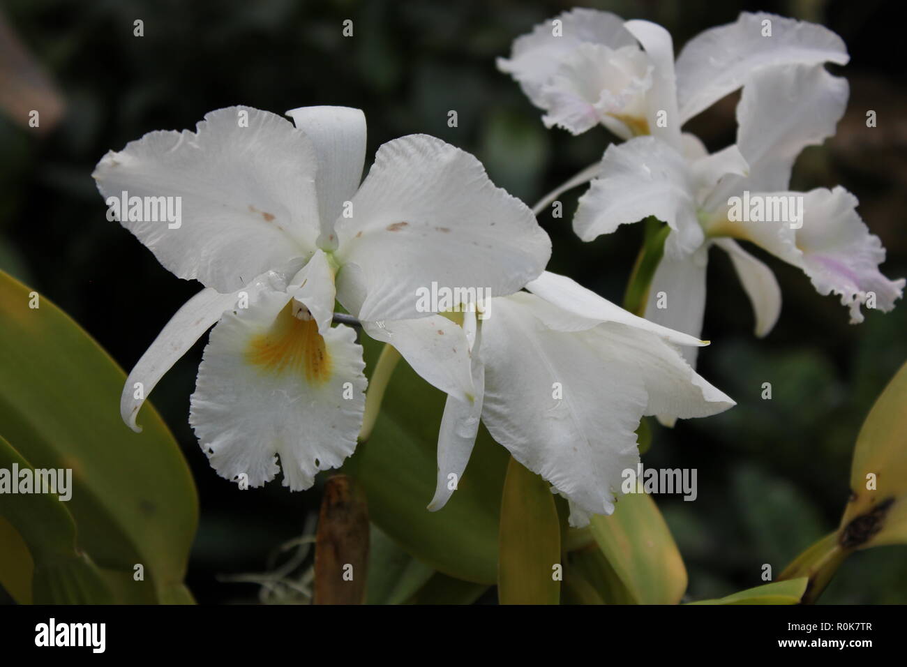 Flawless, beautiful, stunning cultivated Cattleya orchid flowering plant growing in the flower garden. Stock Photo