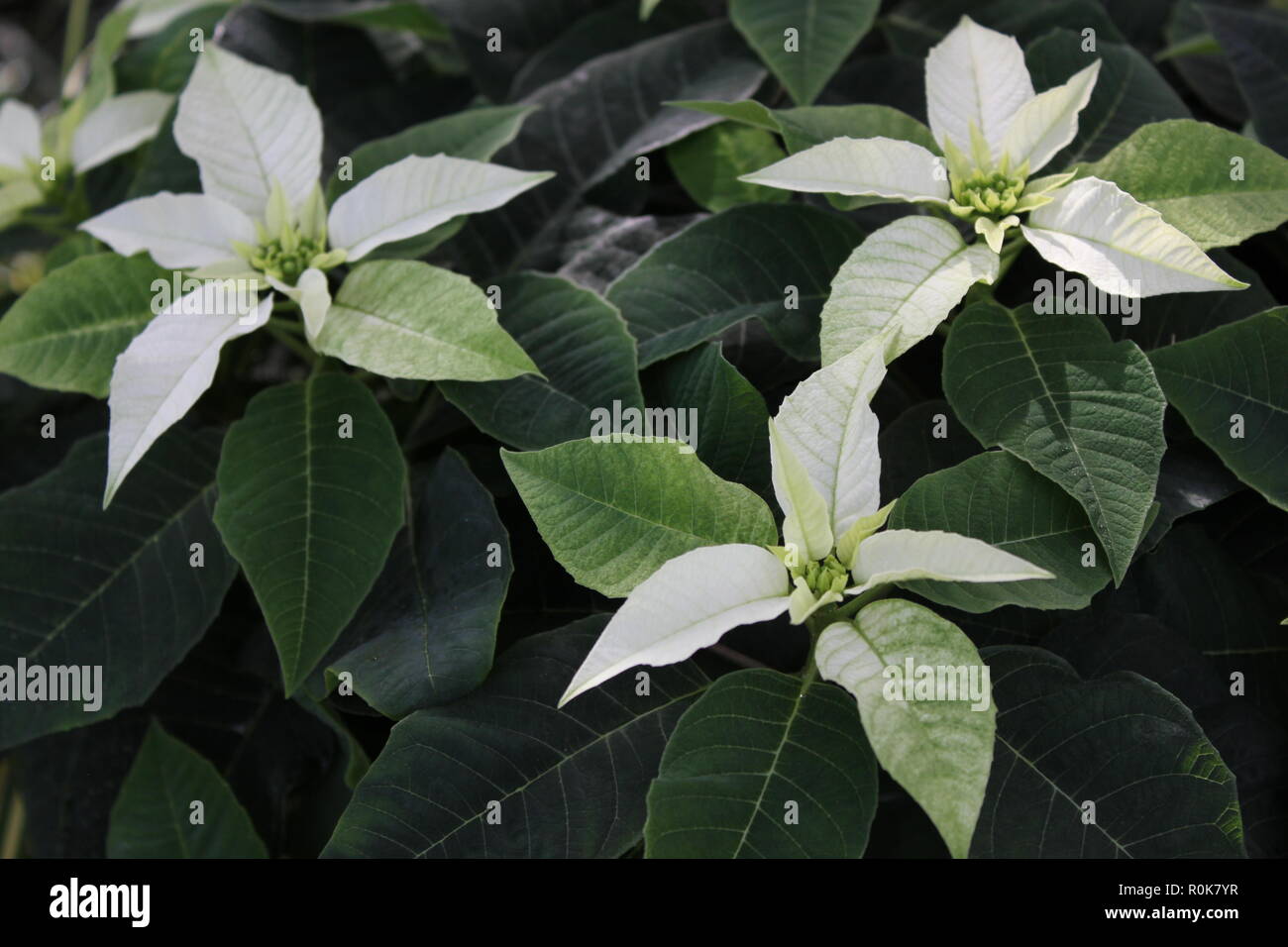 White Poinsettia Stock Photos White Poinsettia Stock