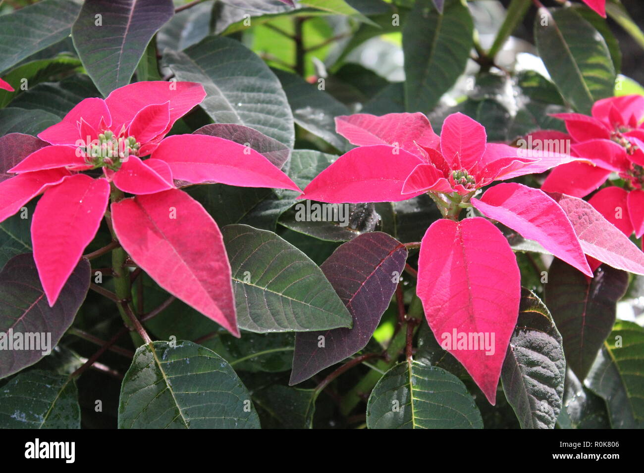 flawless, beautiful, stunning cultivated red poinsettia, Christmas Star Christmas Plant Red