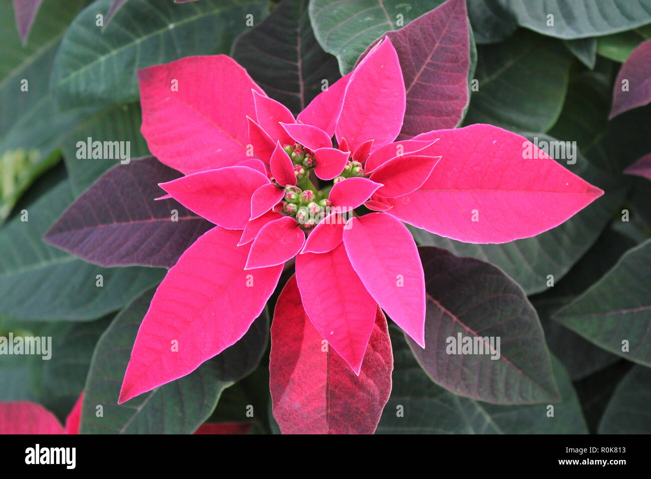 Bright, beautiful, stunning cultivated red poinsettia, Christmas Star
