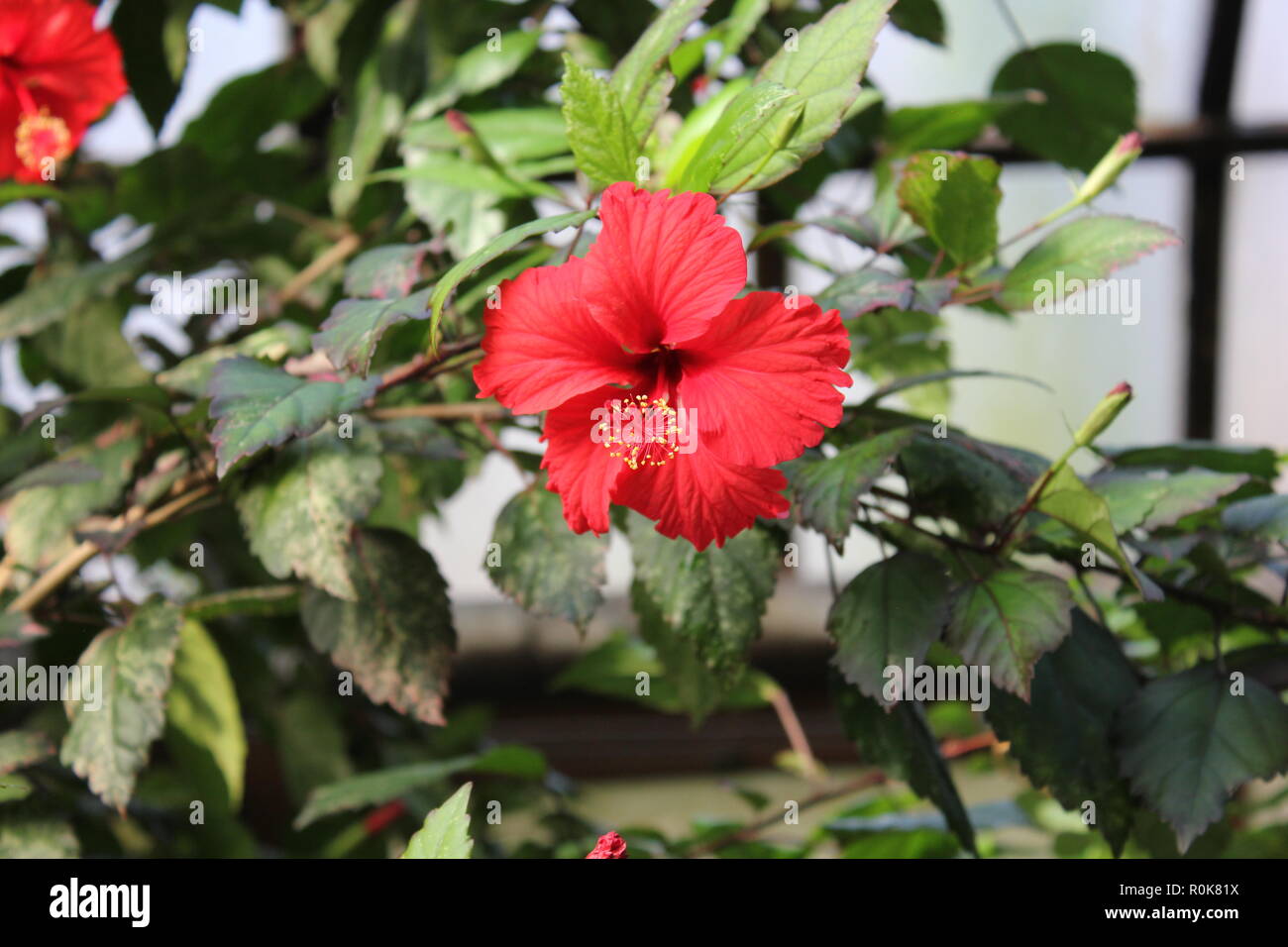Flawless, beautiful, stunning cultivated Hawaiian hibiscus,Hibiscus rosa-sinensis, flower plants growing in the flower garden. Stock Photo
