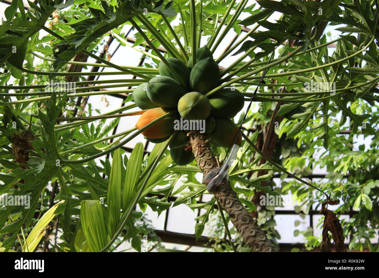Smøre Blitz farve Papaya, papaw, pawpaw, Carica papaya, flawless, beautiful, stunning  cultivated tree plant at the Lincoln Park Conservatory in Chicago, Illinois  Stock Photo - Alamy