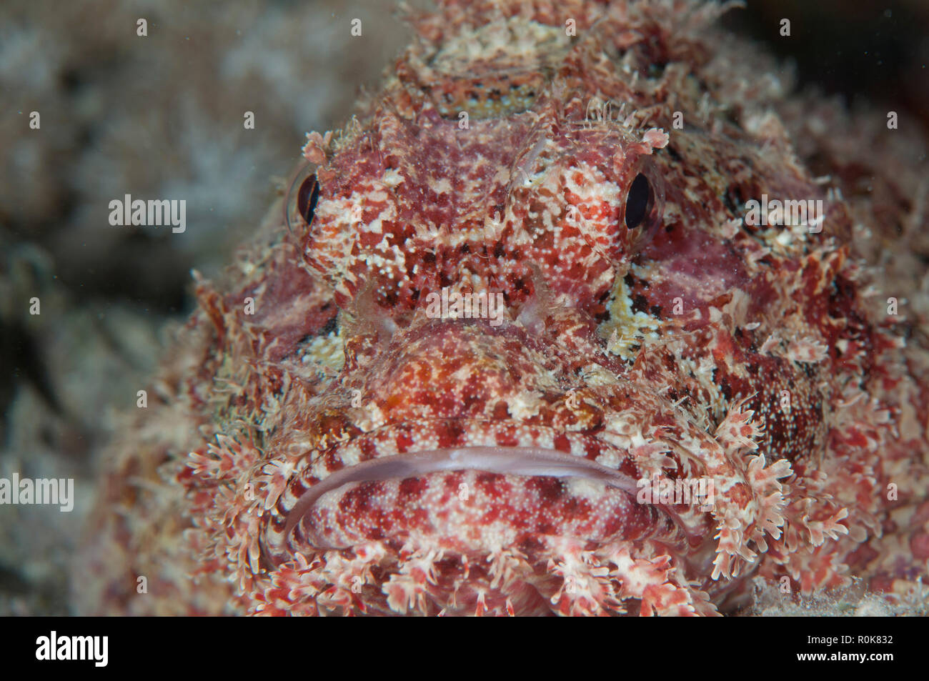 Scorpionfish (Scorpaena scrofa), Red Sea, Egypt Stock Photo - Alamy