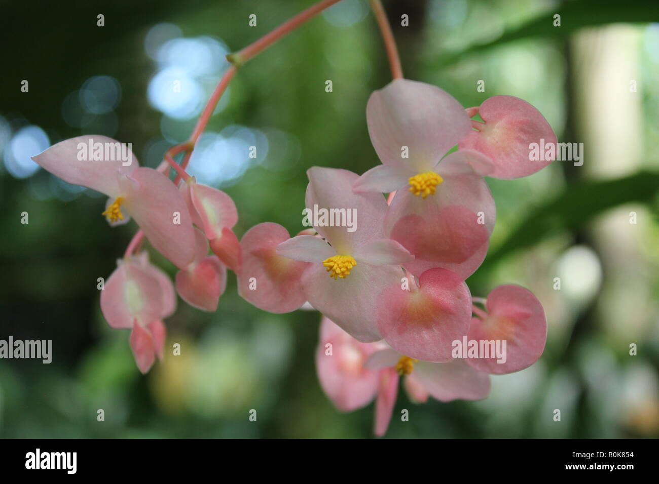 Cane begonia, begonia cultivar, flower is a flawless, beautiful ...