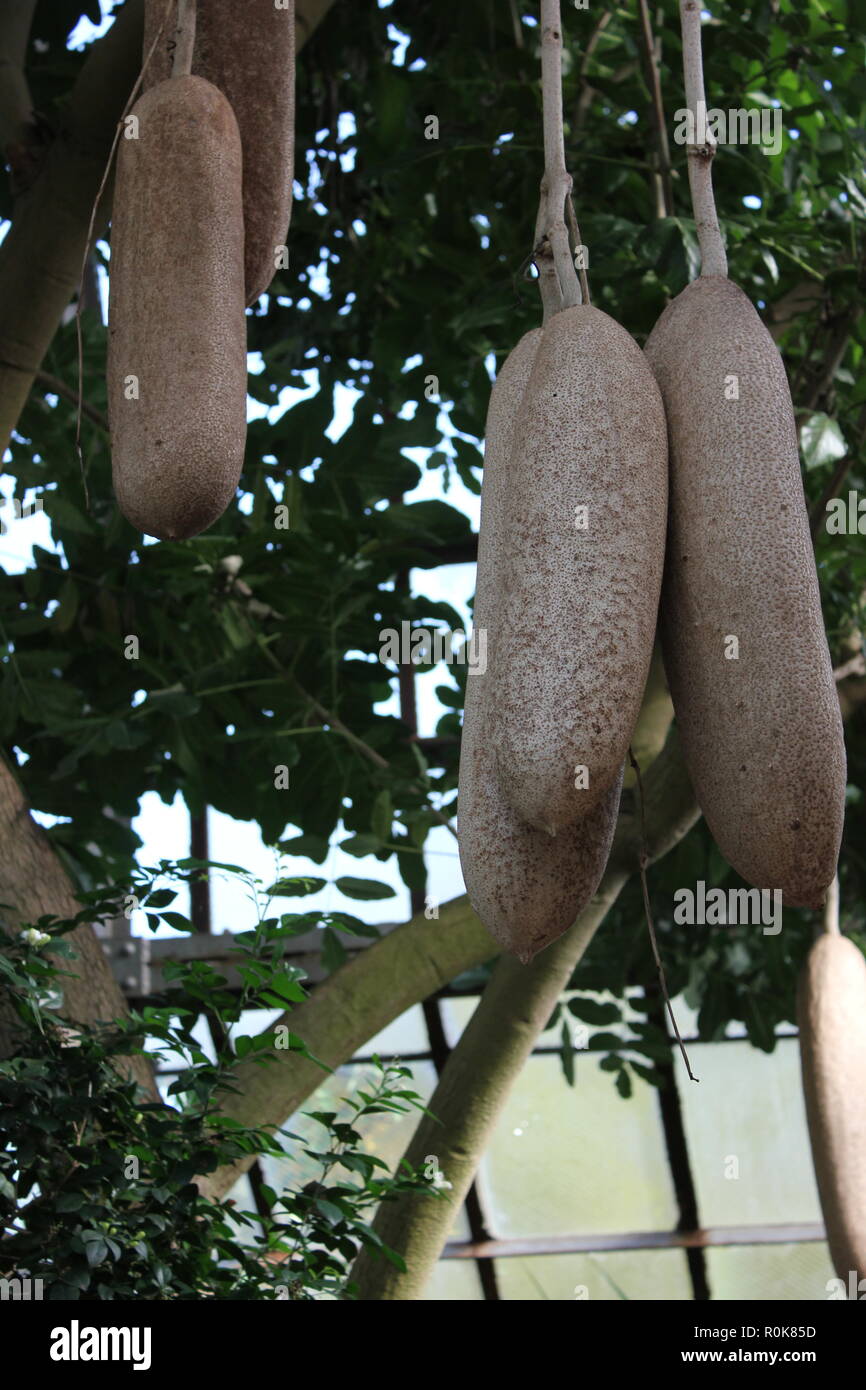 The sausage tree, cucumber tree, kigelikeia, beautiful, stunning