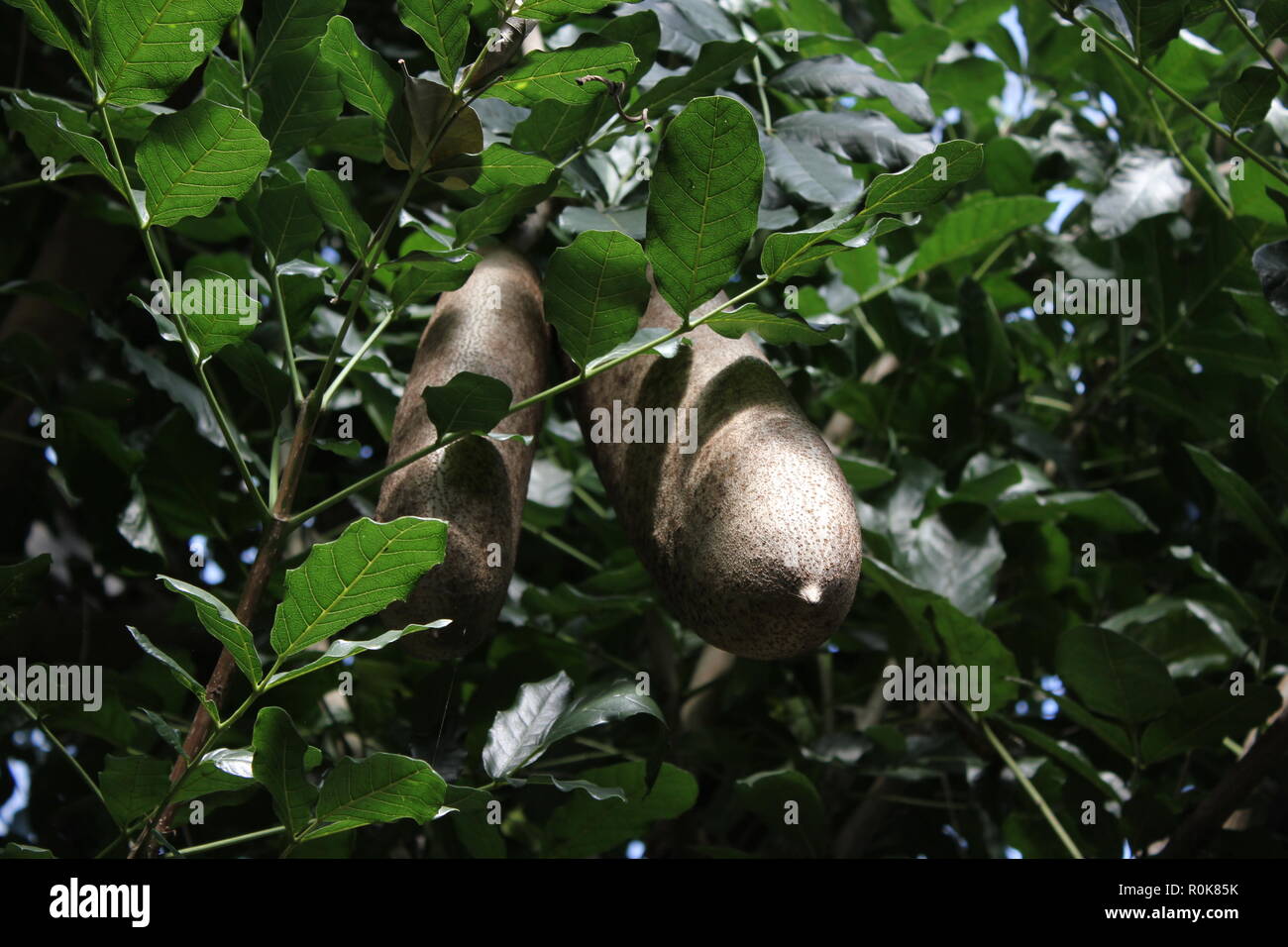 The sausage tree, cucumber tree, kigeli-keia, beautiful, stunning cultivated plants. Stock Photo