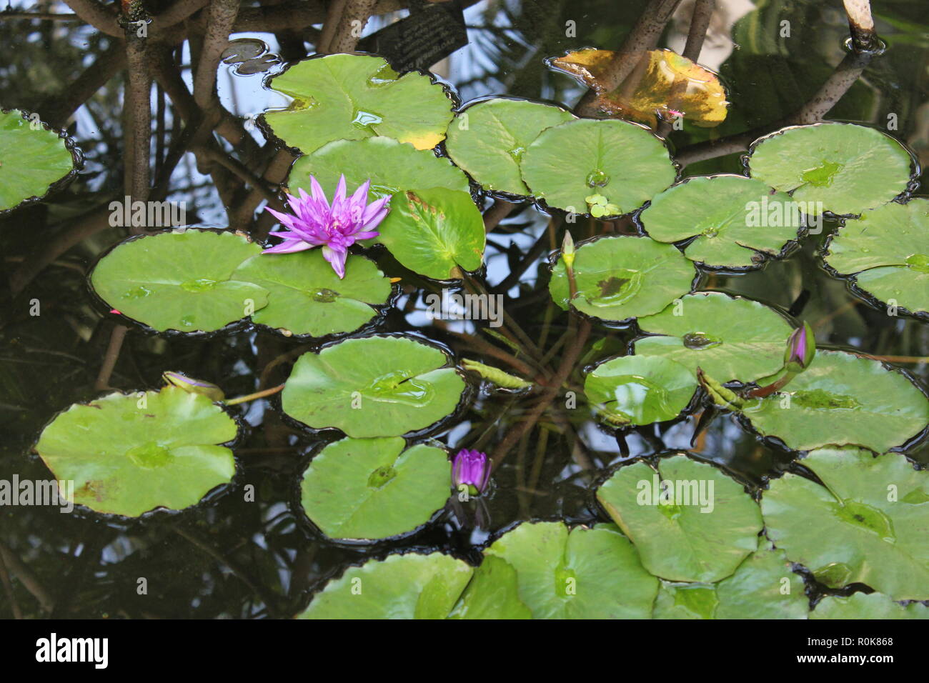 Flawless, beautiful, stunning water lily and pads floating in the pond as Nymphaeaceae plants growing in the flower garden. Stock Photo