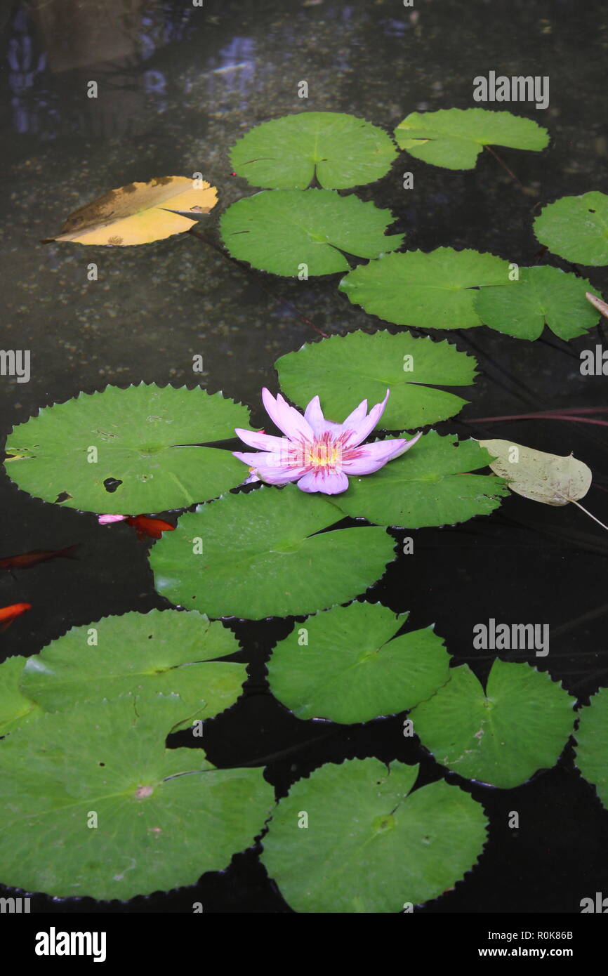 Flawless, beautiful, stunning water lily and pads floating in the pond as Nymphaeaceae plants growing in the meadow. Stock Photo