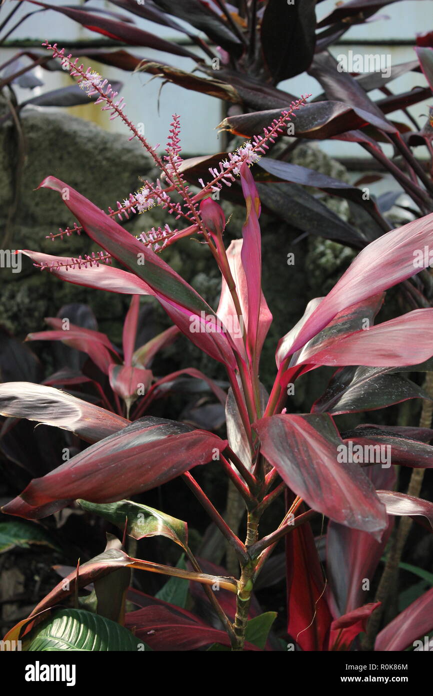 Tricolor Hawaiian Ti Plant, cordyline fruticosa, used for thatching and clothing. Stock Photo