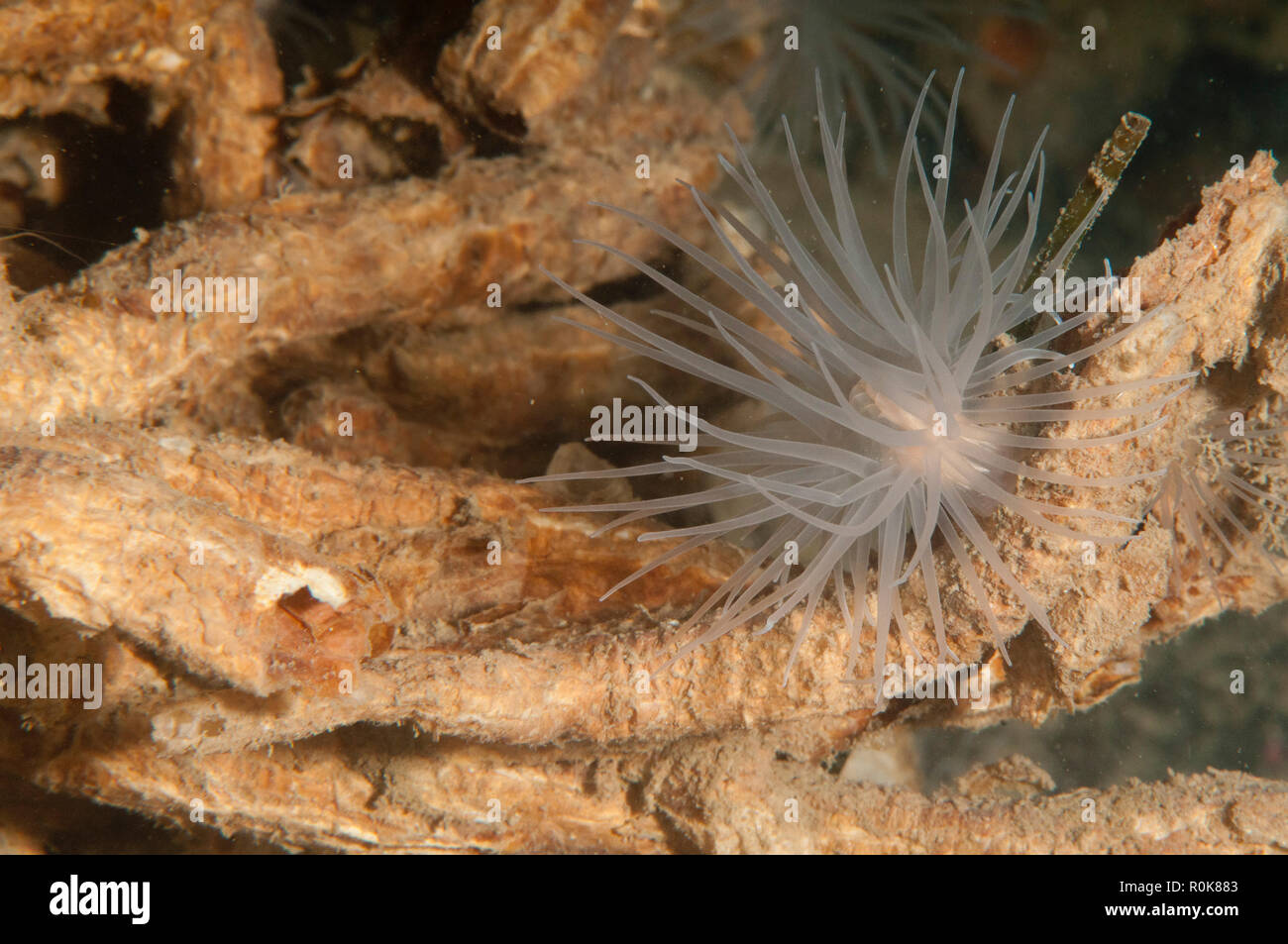 Sea anemone, Lysekil, Sweden. Stock Photo
