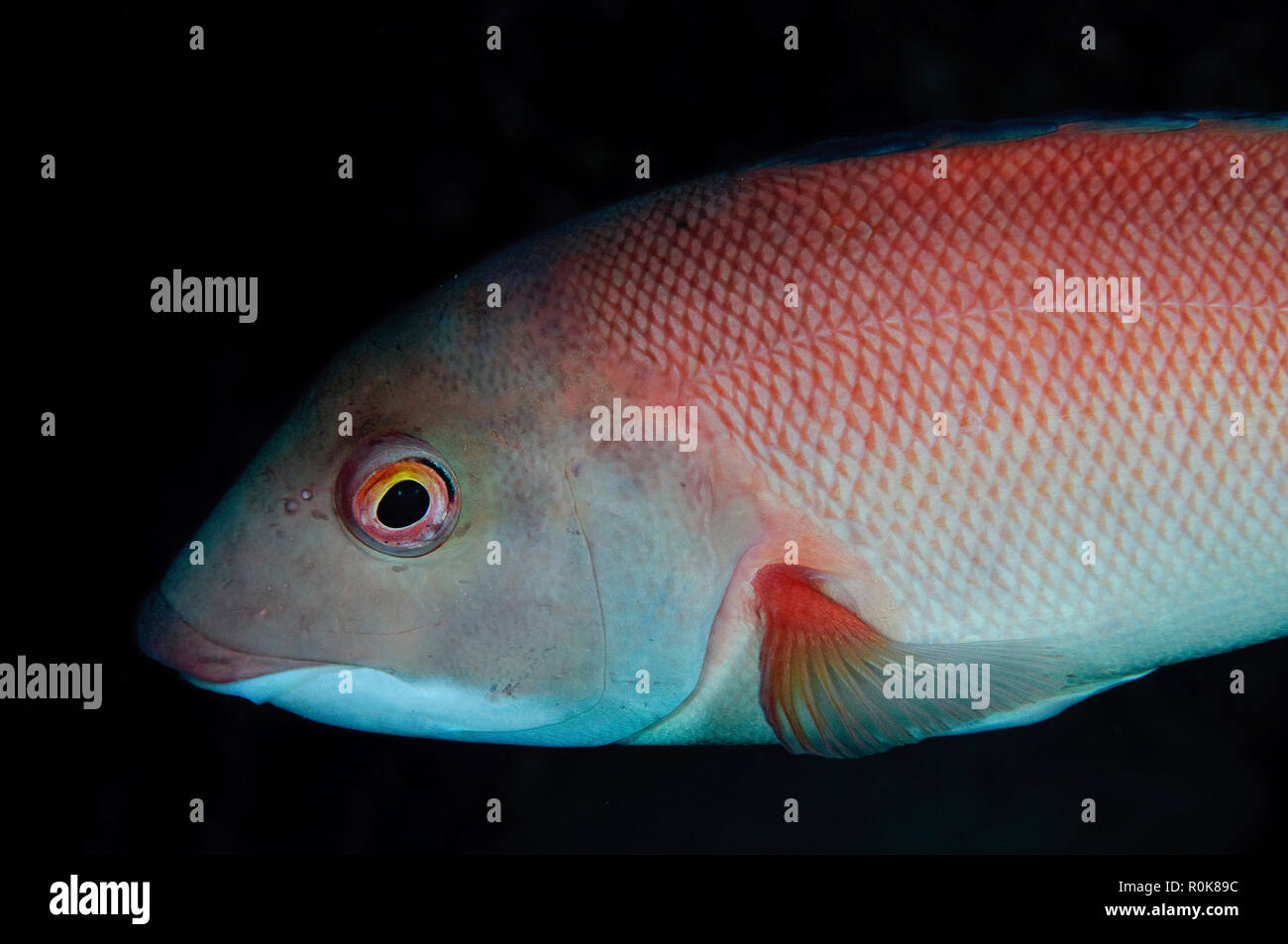 California sheephead, Islas San Benito, Baja California, Mexico. Stock Photo