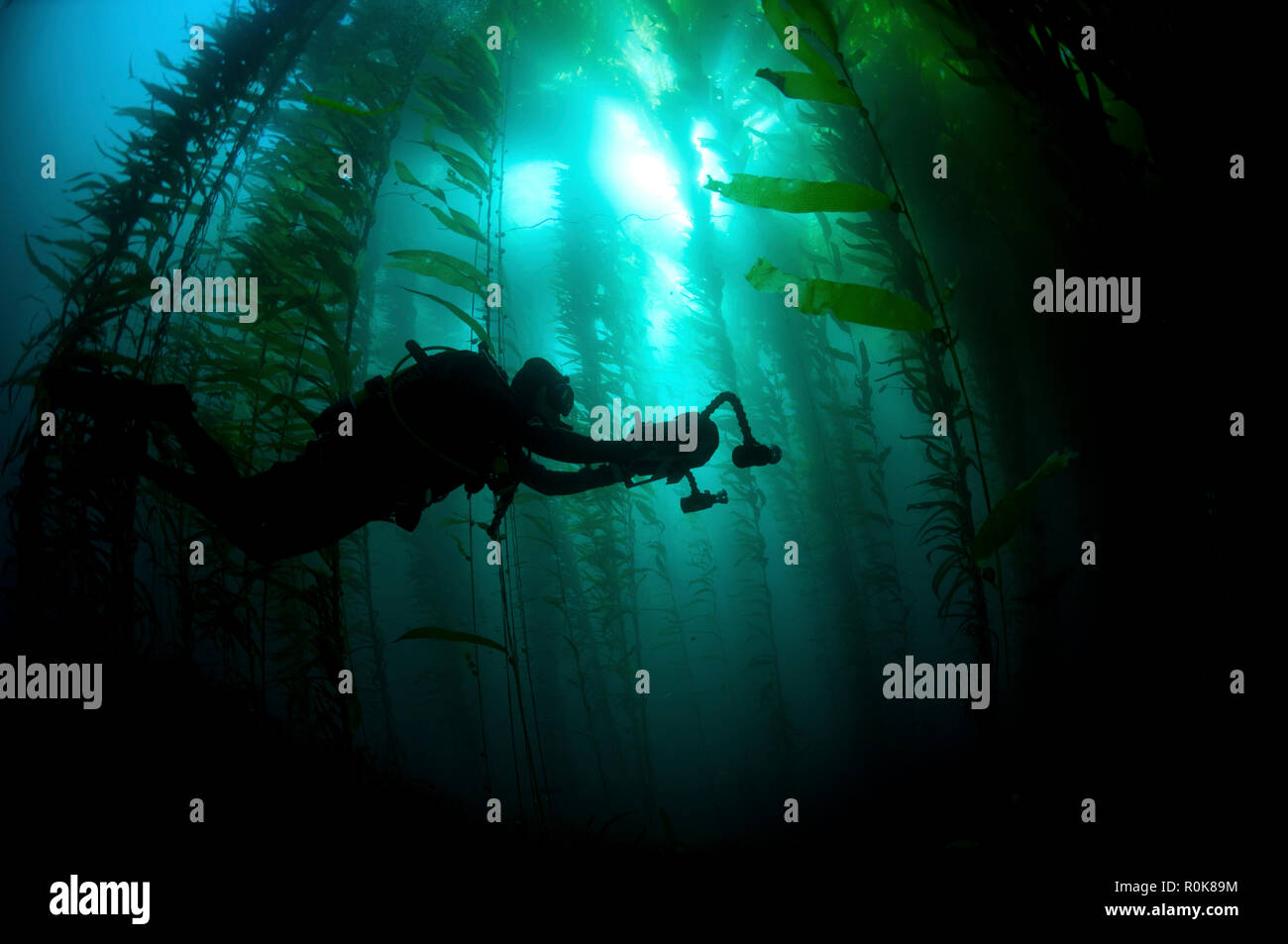 Kelp forest (macrocystis), Isla de Cedros, Baja California, Mexico