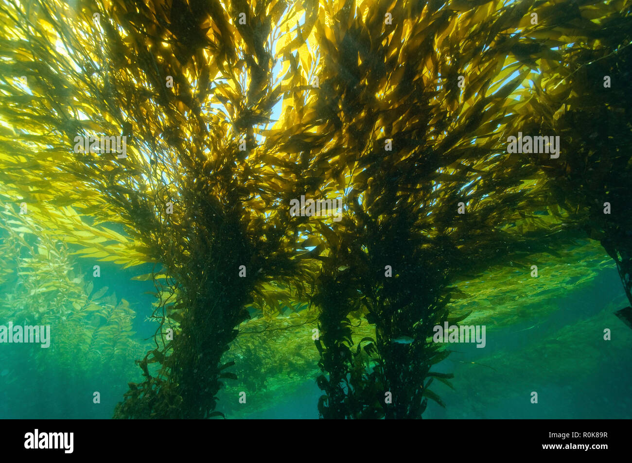 Kelp forest (macrocystis), Isla San Martin, Baja California, Mexico
