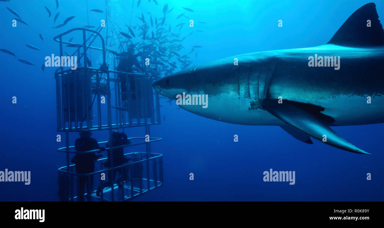 Great white shark swims by divers in a shark cage. Stock Photo