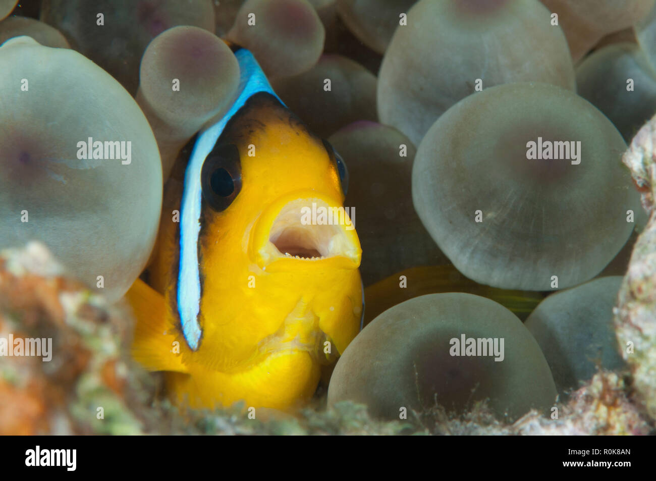 Anemonefish, Red Sea, Egypt. Stock Photo