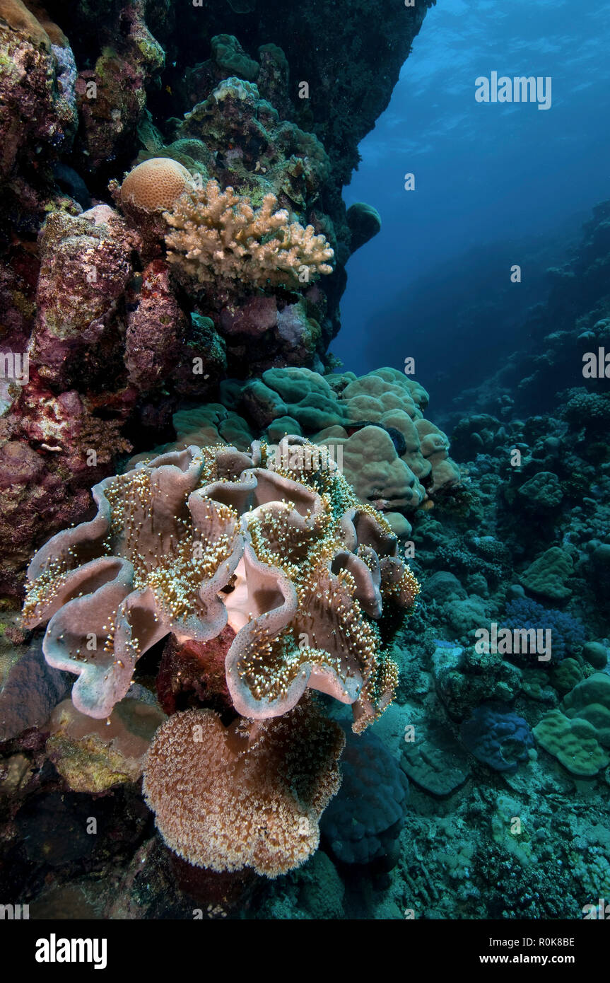 Sea anemone and reef, Farasan Banks, Mar Mar Island north, Saudi Arabia. Stock Photo