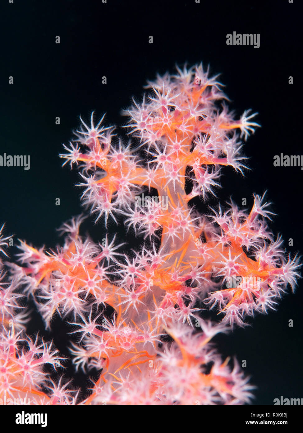 Soft coral, Bondok, Farasan Banks, Mar Mar Island north, Saudi Arabia. Stock Photo