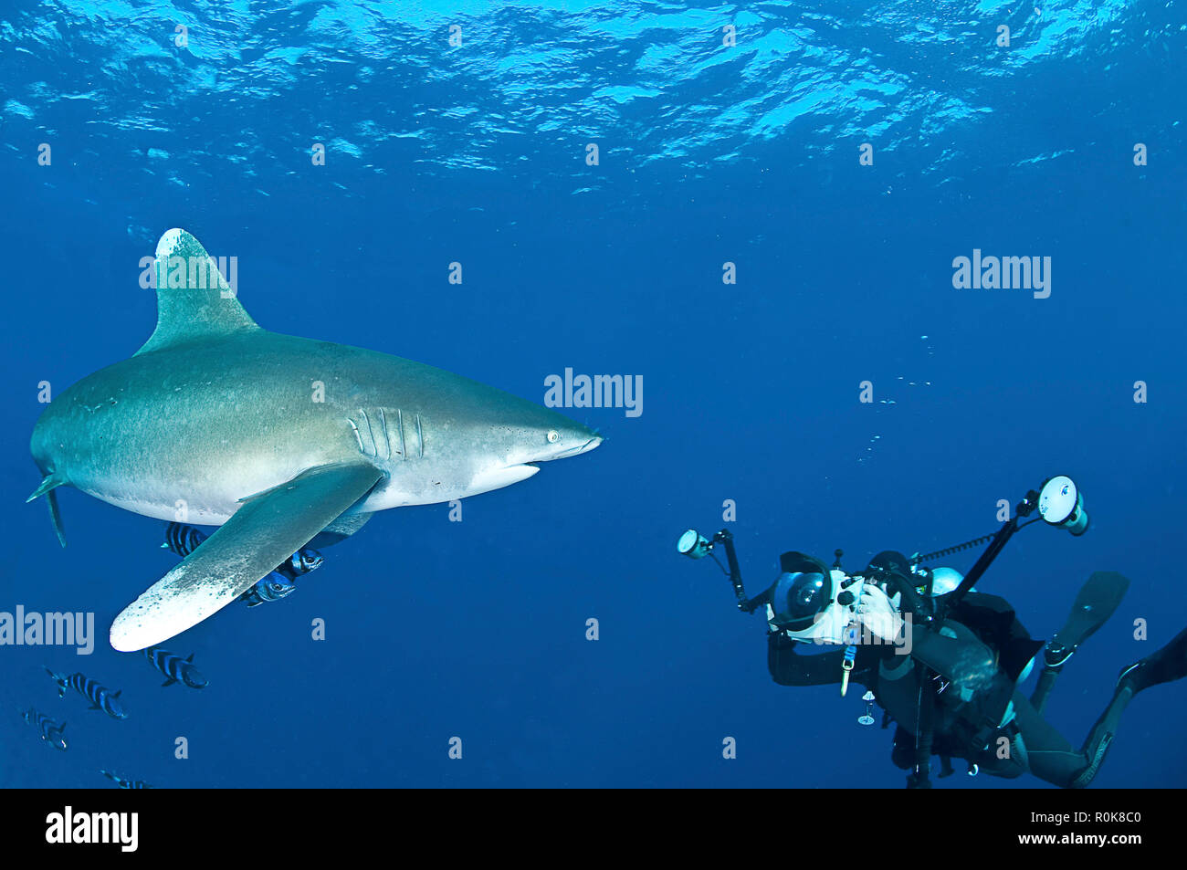 Oceanic whitetip shark with underwater photographer, Red Sea, Egypt. Stock Photo