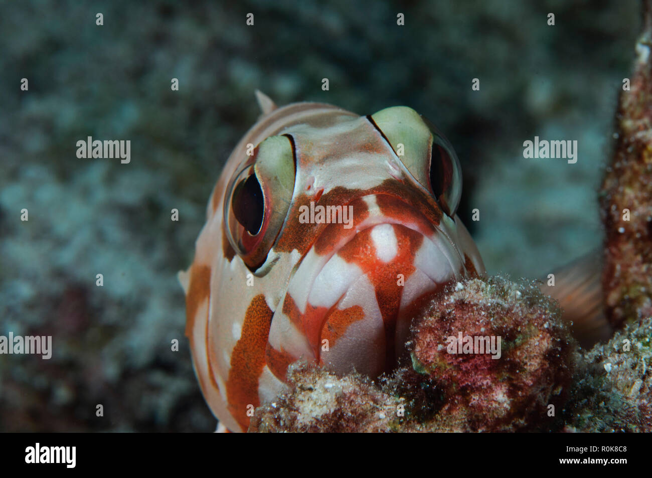 Fish on coral rock, Similan Islands, Thailand. Stock Photo