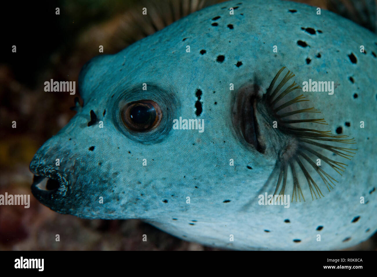Pufferfish, Turtle rock, Similan Islands, Thailand. Stock Photo