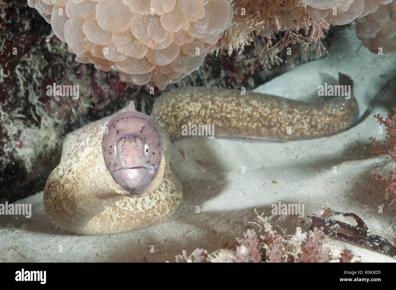 Murray eel, Mnemba Atoll, Zanzibar, Tanzania. Stock Photo