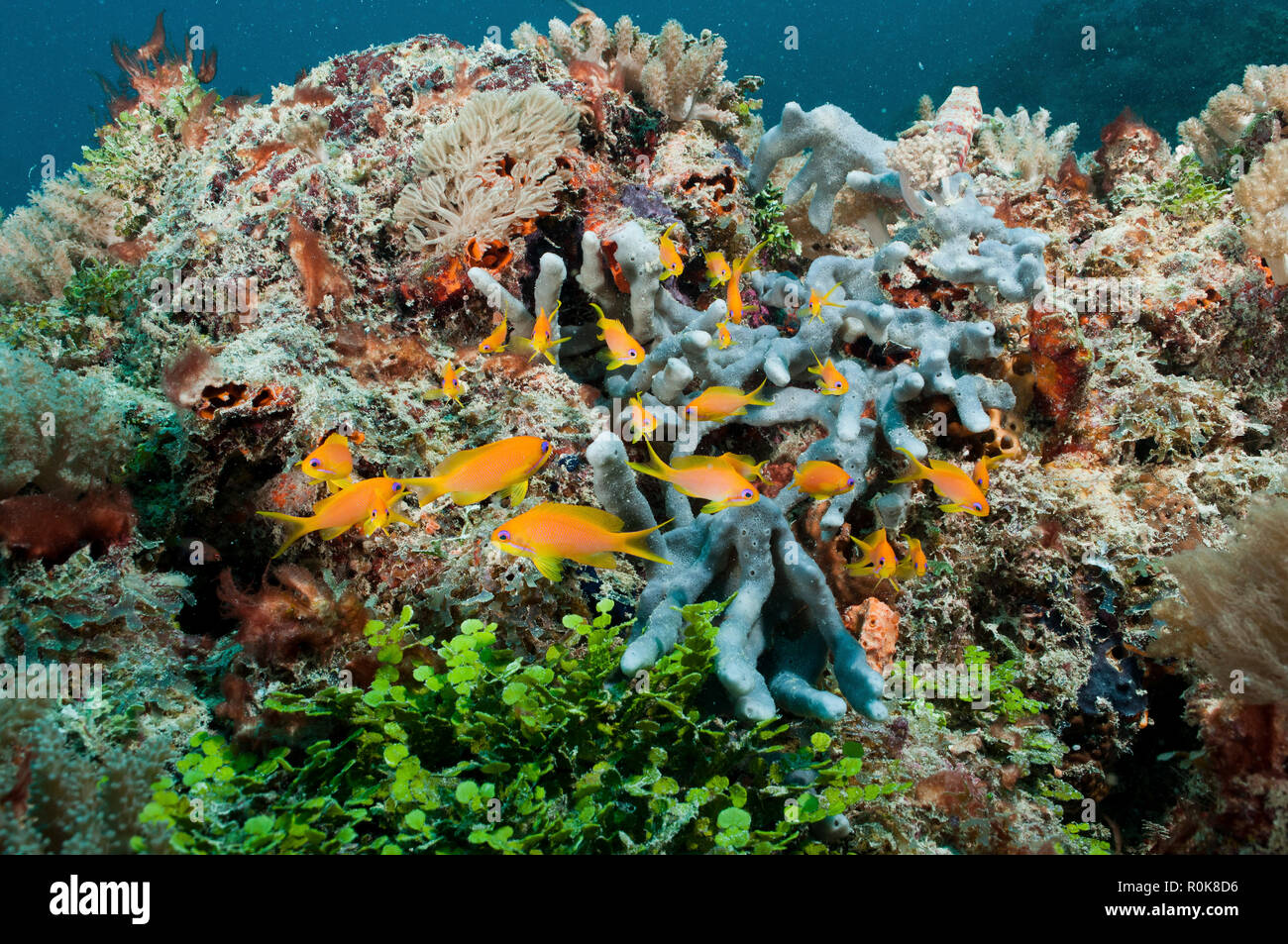 Damselfish on top of healthy coral reef, Mnemba Atoll, Zanzibar, Tanzania. Stock Photo