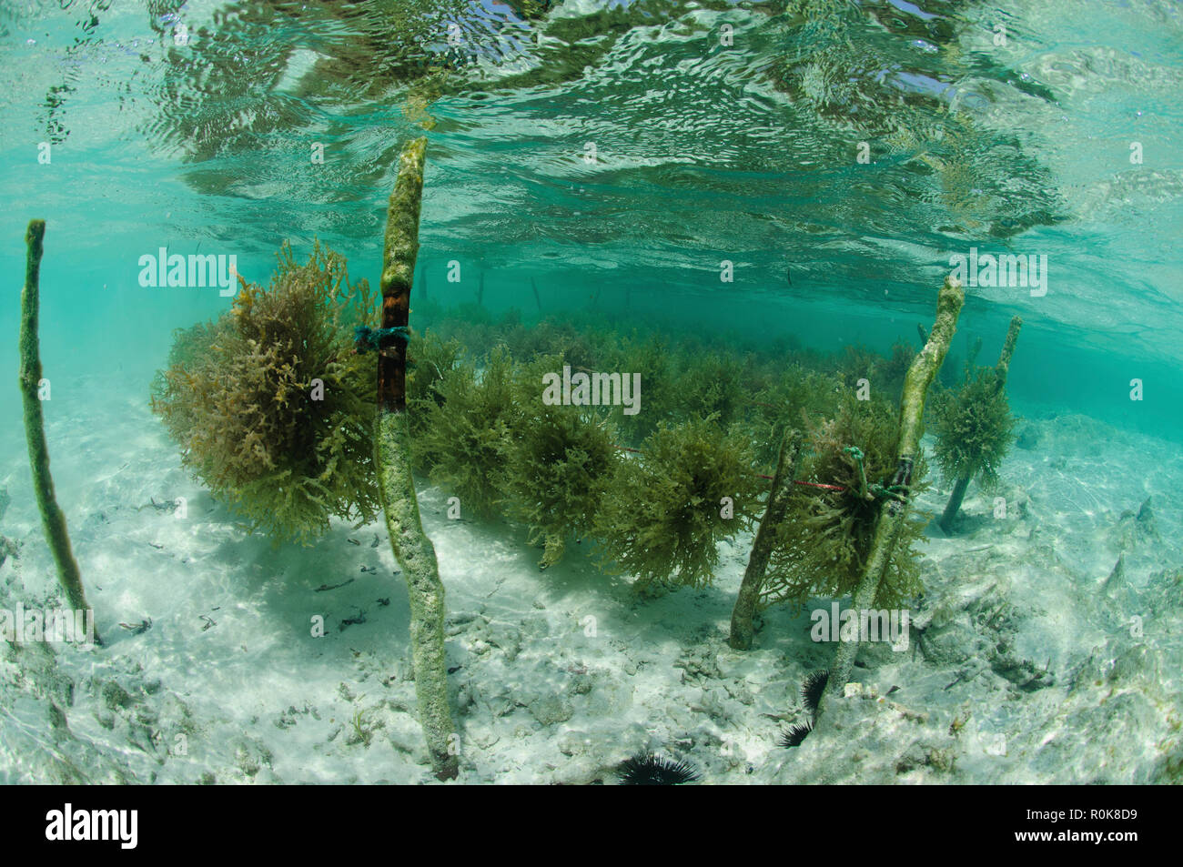 Seaweed farming, Mnemba Atoll, Zanzibar, Tanzania. Stock Photo