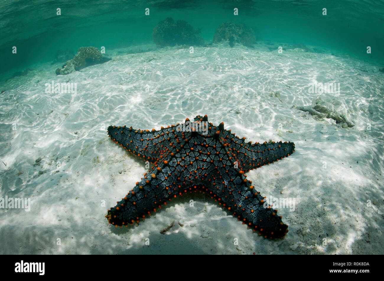 Starfish on sandy bottom, Mnemba Atoll, Zanzibar, Tanzania. Stock Photo