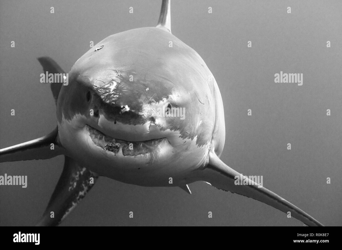 great white shark black and white